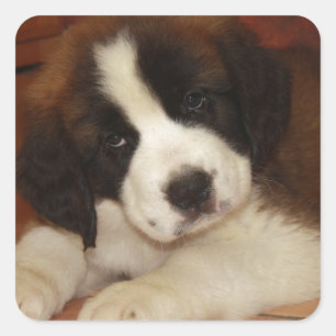 Sticker Carré Adorable et doux St. Bernard Puppy