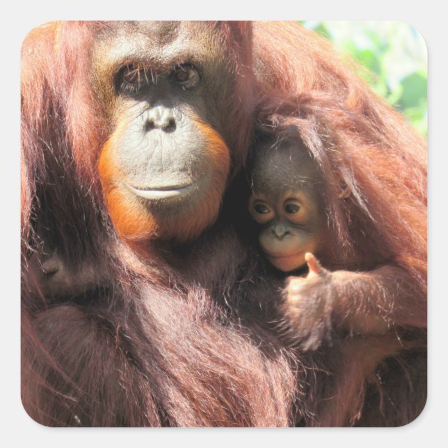 Sticker Carré Adorable Orangutan maman et bébé avec pouces vers  (Devant)