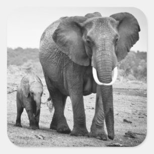 Sticker Carré African Elephant & Calves   Kenya