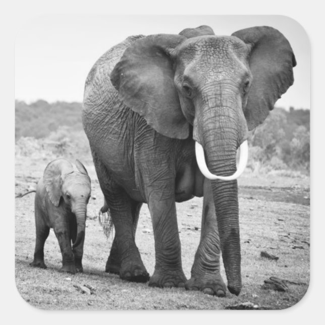 Sticker Carré African Elephant & Calves | Kenya (Devant)