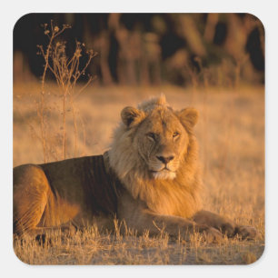 Sticker Carré Afrique, Botswana, delta de l'Okavango. Lion (Pant