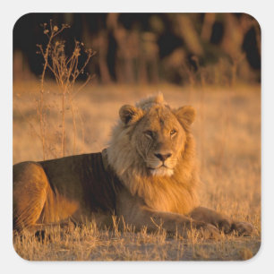 Sticker Carré Afrique, Botswana, delta de l'Okavango. Lion (Pant