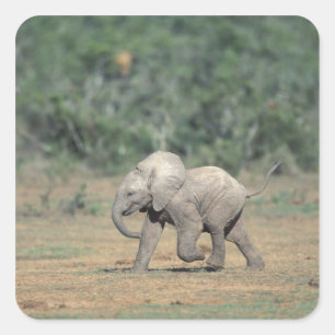 Sticker Carré Afrique du Sud, Parc national d'Addo Elephant. Béb