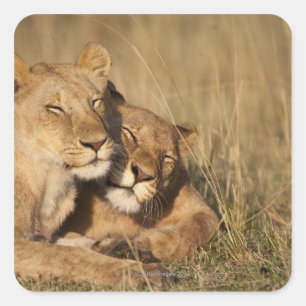 Sticker Carré Afrique, Kenya, Masai Mara Game Reserve, Young