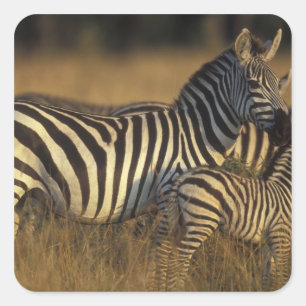 Sticker Carré Afrique, Kenya, réserve de gibier Masai Mara. Plai
