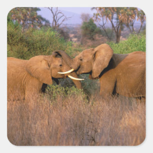 Sticker Carré Afrique, Kenya, Samburu. Défi de l'éléphant