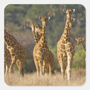 Sticker Carré Afrique. Kenya. Troupeau de girafes réticulées