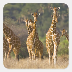 Sticker Carré Afrique. Kenya. Troupeau de Giraffes Réticulées