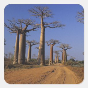 Sticker Carré Afrique, Madagascar, Morondava, Avenue des Baobabs
