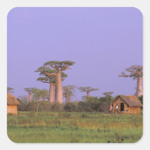 Sticker Carré Afrique, Madagascar, Morondava. Baobabs