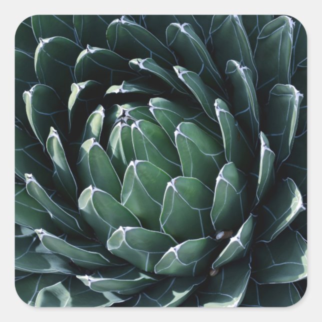 Sticker Carré Agave verte (Devant)