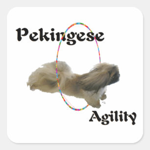 Sticker Carré Agilité du Pékinois