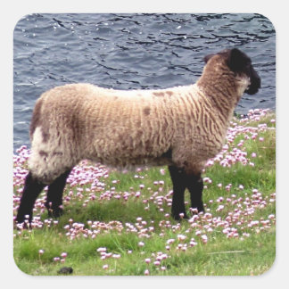 Sticker Carré Agneau Côtier Du Devon Sud En Pink