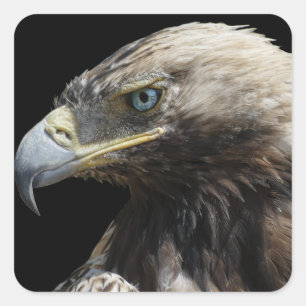 Sticker Carré Aigle