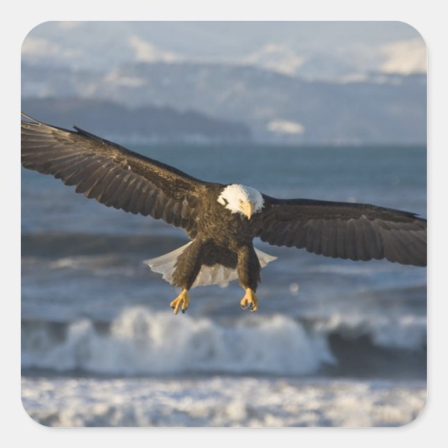 Sticker Carré Aigle, Haliaeetus leucocephalus, Homer, 3 (Devant)