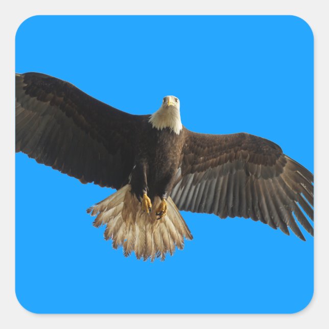 Sticker Carré Aigle volant Oiseau de Prey Art (Devant)