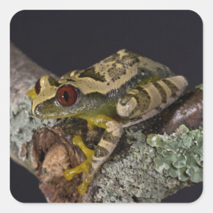 Sticker Carré Aiguilles Rouges Africaines Treefrog, Leptopelis