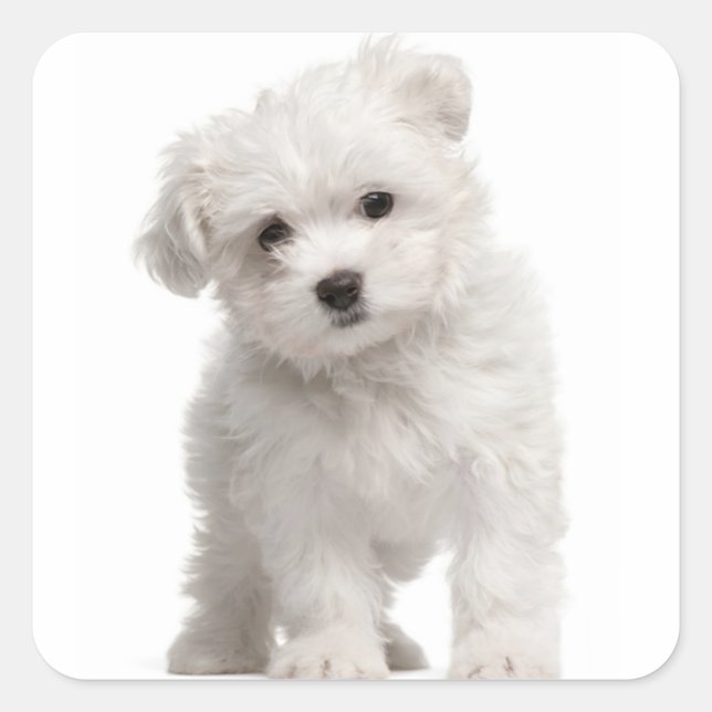 Sticker Carré Aimer Canine Chien Chien Chien Blanc Maltais (Devant)