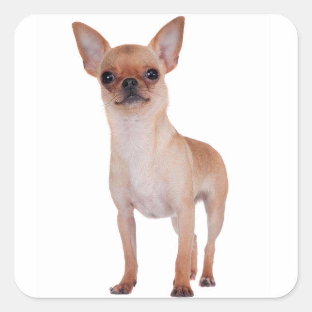 Sticker Carré Aimer Cheveux courts Chihuahua Chien Chiot (Devant)