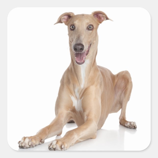 Sticker Carré Aimez Happy Greyhound Tan Et Chien Chiot Blanc (Devant)