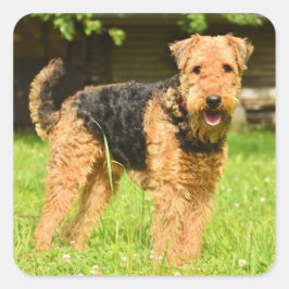 Sticker Carré Airedale Terrier Chien chiot
