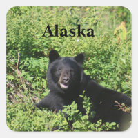 Alaska - Ours noir dans les buissons de baies