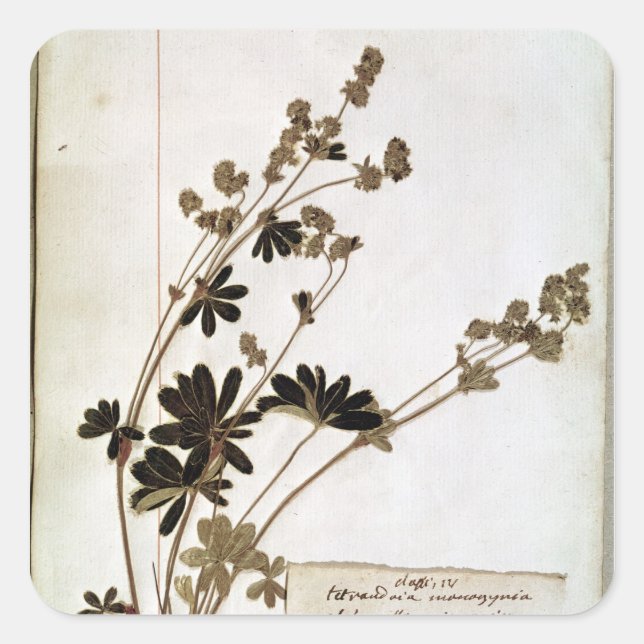 Sticker Carré Alchemilla, d'un Herbarium (Devant)