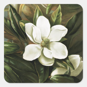 Sticker Carré Alicia H. Laird : Magnolia Grandflora