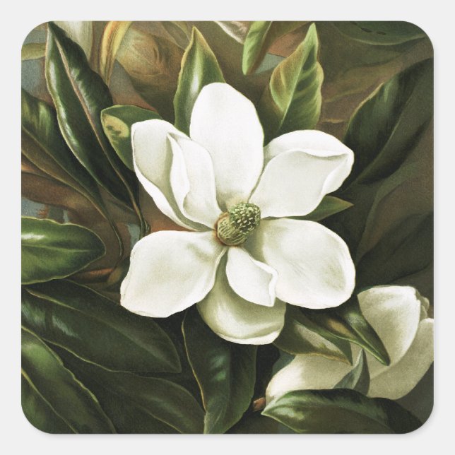 Sticker Carré Alicia H. Laird : Magnolia Grandflora (Devant)