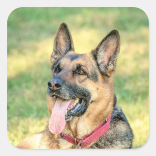 Sticker Carré Allemand Shepard