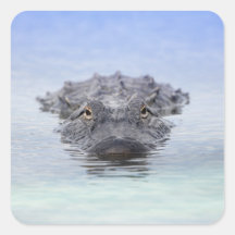 Alligator Américain – Lake Apopka Wildlife Drive