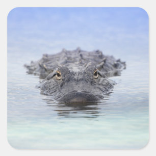 Sticker Carré Alligator Américain – Lake Apopka Wildlife Drive