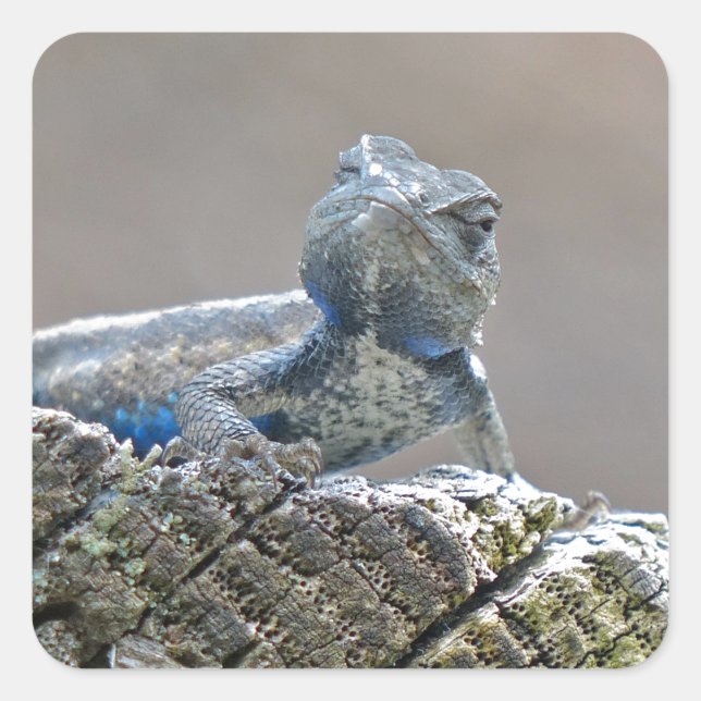 Sticker Carré Alligator du ventre bleu Lizard (Devant)