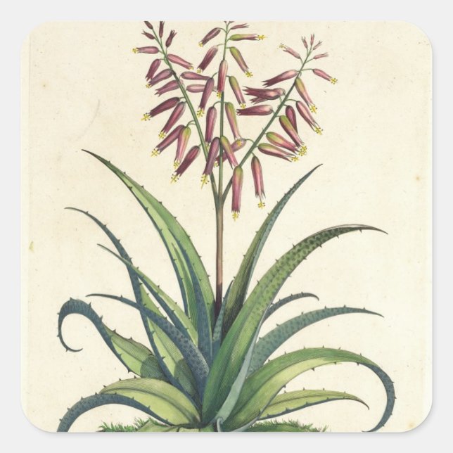 Sticker Carré Aloe Vera Vulgaris, de 'Phytographia Curiosa', p (Devant)