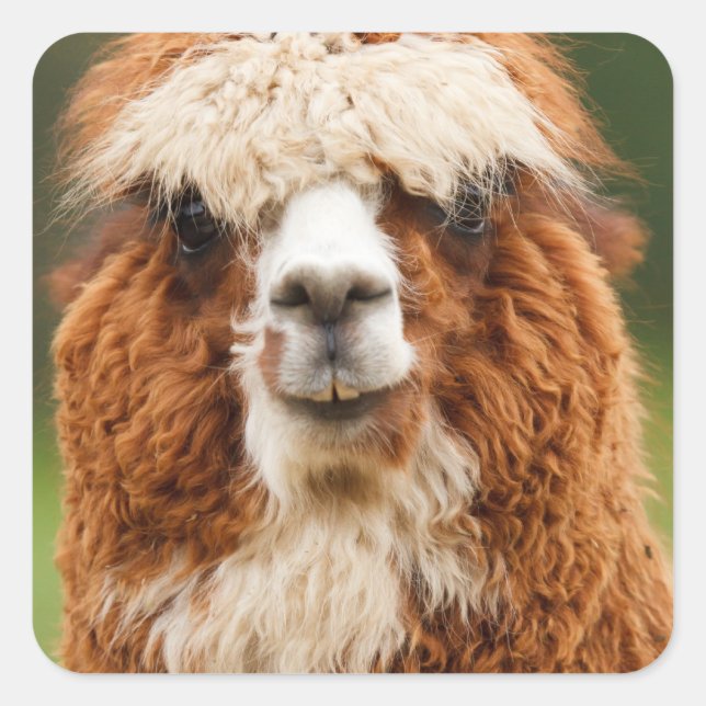 Sticker Carré Alpaca (Devant)