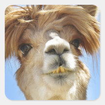 Alpaca avec la tête folle