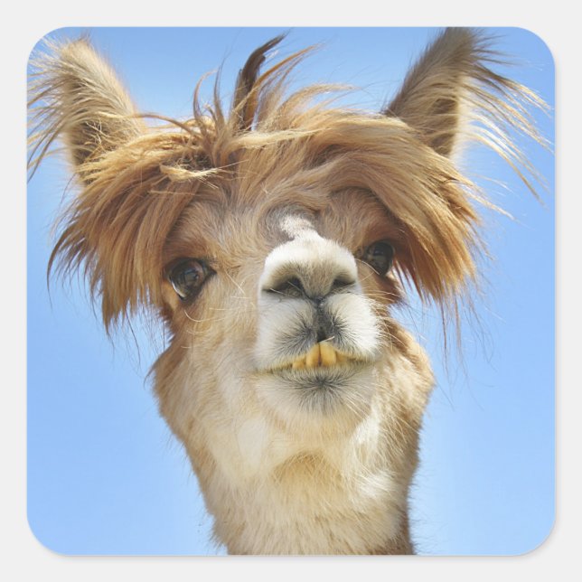 Sticker Carré Alpaca avec la tête folle (Devant)