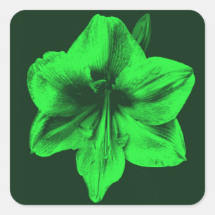 Sticker Carré Amaryllis vert
