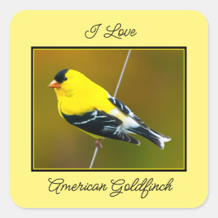 Sticker Carré American Goldfinch - Photo originale