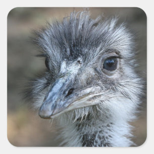 Sticker Carré American Rhea Portrait