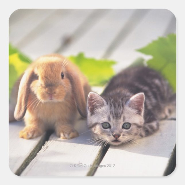 Sticker Carré American Shorthair & Bunny (Devant)