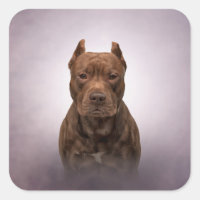American Staffordshire Terrier