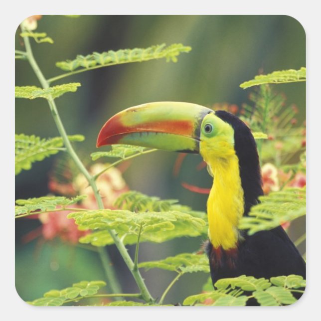 Sticker Carré Amérique centrale, Honduras. Toucan à prix Keel (Devant)