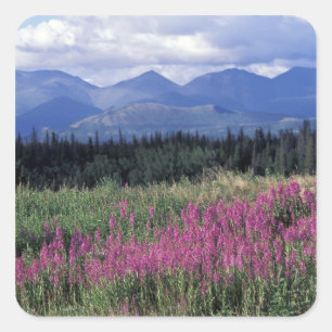Sticker Carré Amérique du Nord, Canada, Yukon. Fleurs de mauvais