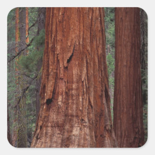 Sticker Carré Amérique du Nord, États-Unis, Californie, Parc nat