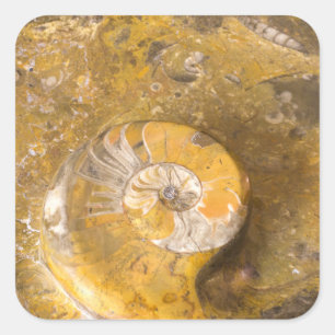 Sticker Carré Ammonite et autres fossiles dans la photographie r
