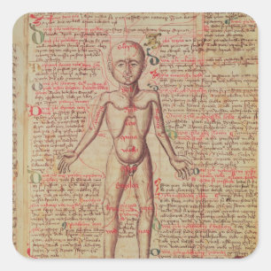 Sticker Carré Anatomie du corps humain