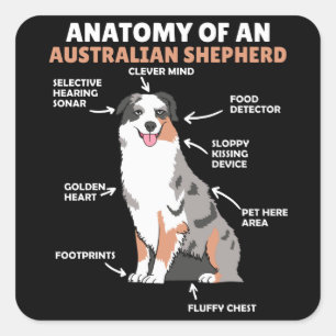 Sticker Carré Anatomie D'Un Berger Australien Chiens Doux