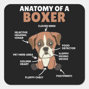 Sticker Carré Anatomie D'Un Chien Doux Boxer Chien Chien Chien C