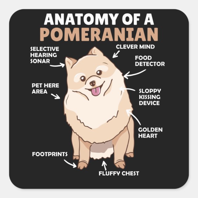 Sticker Carré Anatomie D'Un Chien Poméranien Maigre Chien Chien  (Devant)